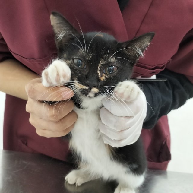 Cocoa Mushroom - Domestic Medium Hair Cat