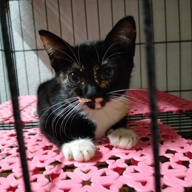 Cocoa Mushroom - Domestic Medium Hair Cat