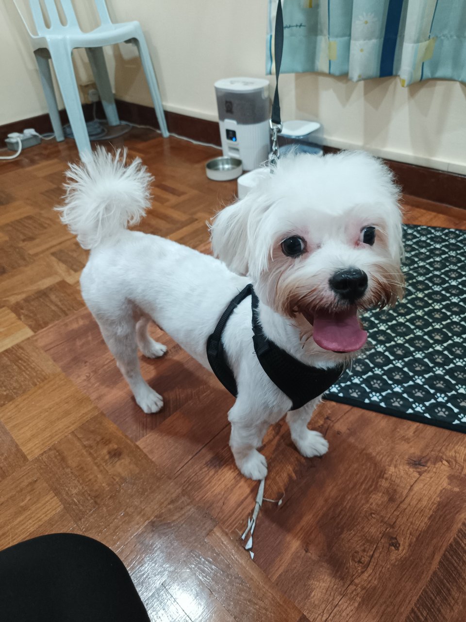 Malshih - Maltese + Shih Tzu Dog