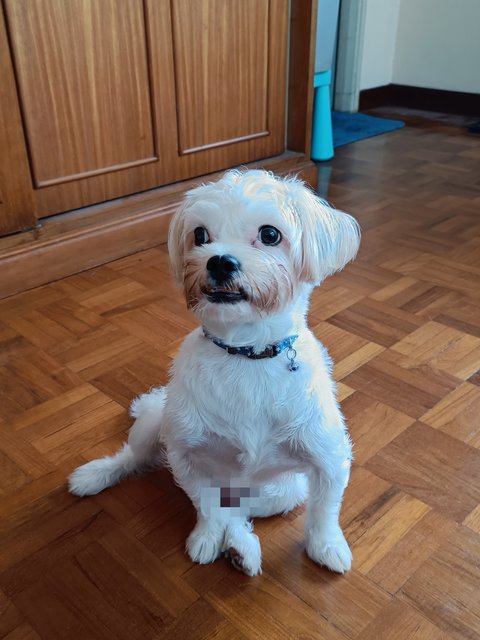 Malshih - Maltese + Shih Tzu Dog