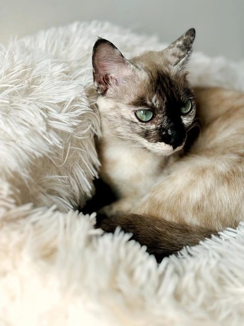 Misty - Siamese Cat