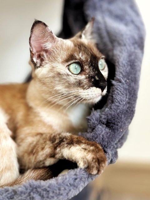 Misty - Siamese Cat