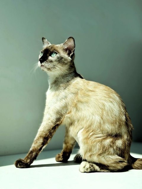 Misty - Siamese Cat