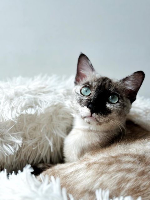 Misty - Siamese Cat