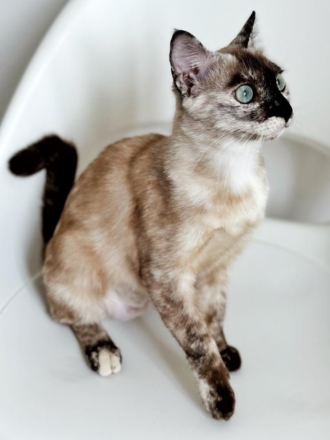 Misty - Siamese Cat