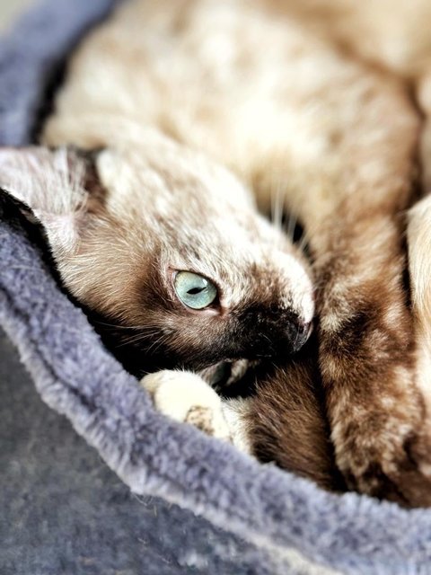 Misty - Siamese Cat