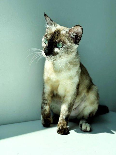 Misty - Siamese Cat