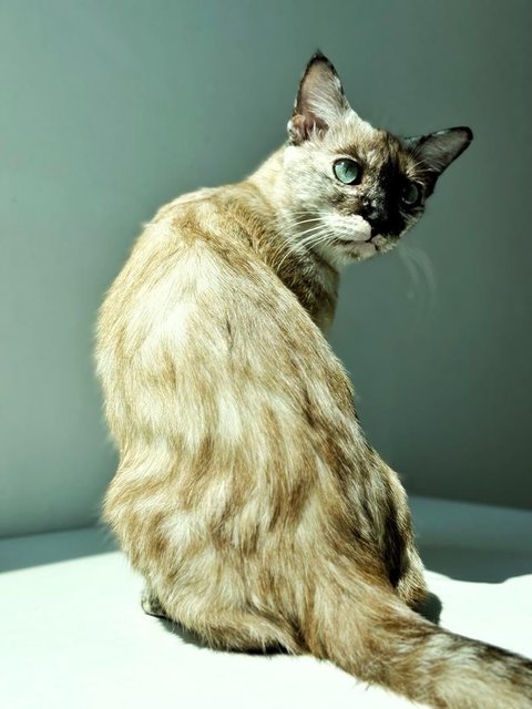 Misty - Siamese Cat