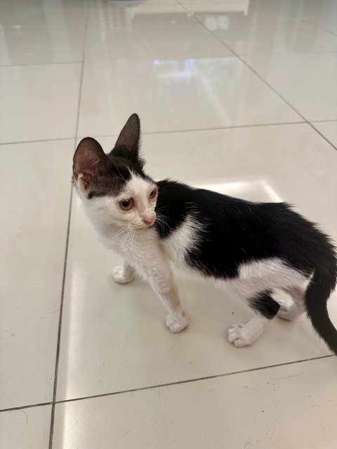 Tompok - Domestic Short Hair Cat