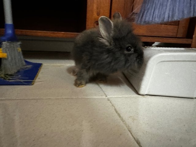 Max Bridgeton - Angora Rabbit + Lionhead Rabbit