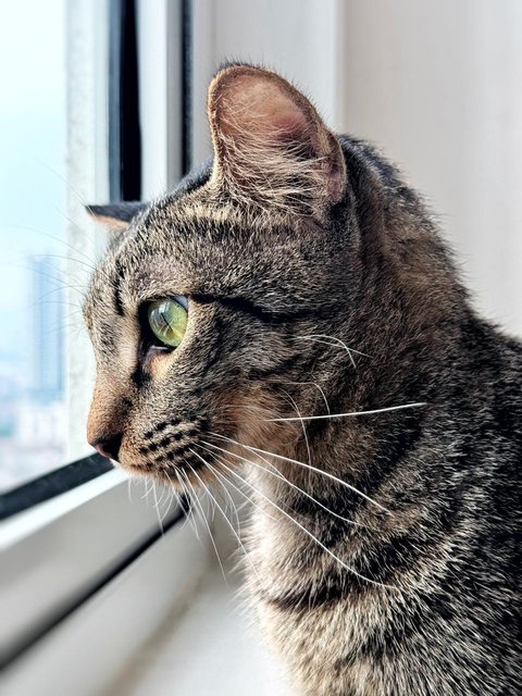 Cuddly Bunny With Green Eyes - Tabby + Domestic Short Hair Cat