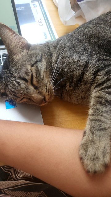 Cuddly Bunny With Green Eyes - Tabby + Domestic Short Hair Cat