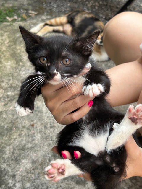 Tux  - Domestic Short Hair Cat