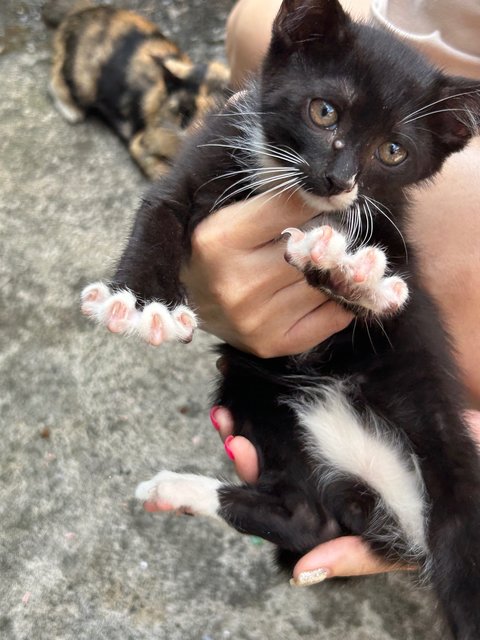 Tux  - Domestic Short Hair Cat