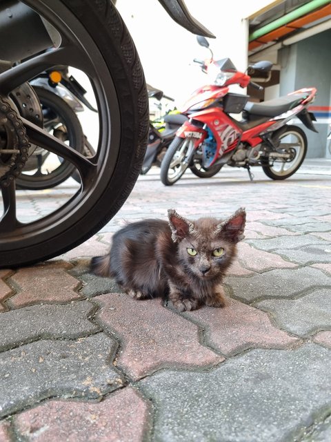 Noomo - Domestic Long Hair Cat