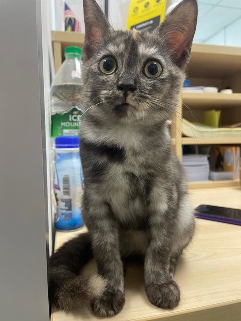 Thunder - Domestic Medium Hair Cat