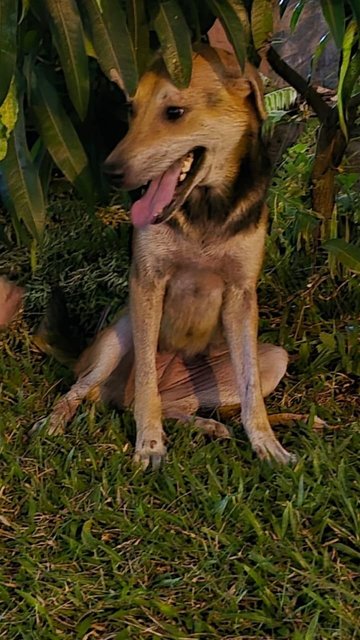 Adopted Tq, Cola Girl - Mixed Breed Dog