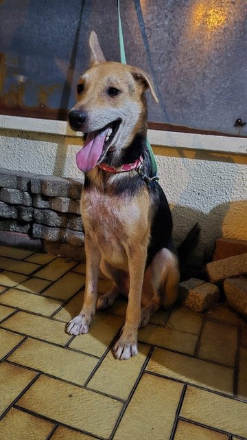 Adopted Tq, Cola Girl - Mixed Breed Dog