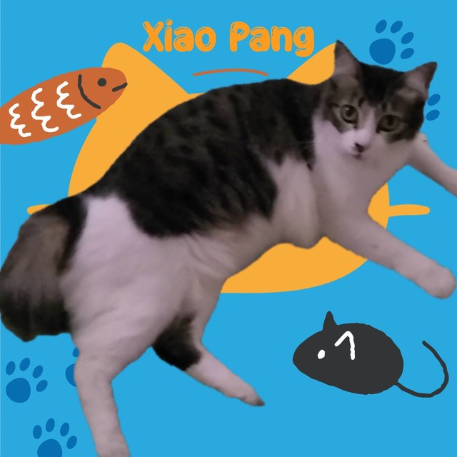 (Adoptedtq) Max And  Xiao Pang - Domestic Short Hair Cat