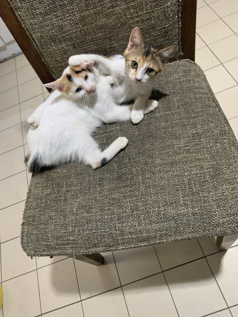 Hazel And Lilly  - Domestic Short Hair Cat