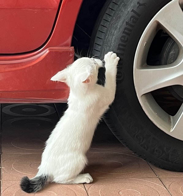 Lassie - Domestic Short Hair Cat