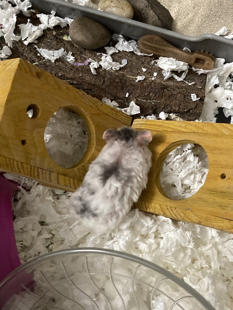 Lulu - Short Dwarf Hamster Hamster