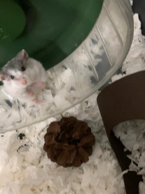 Lulu - Short Dwarf Hamster Hamster