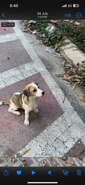 Lucy - Mixed Breed Dog