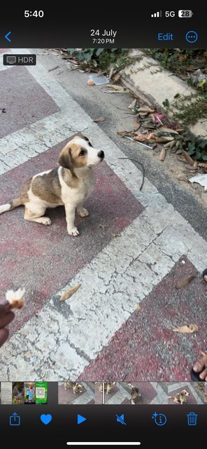 Lucy - Mixed Breed Dog