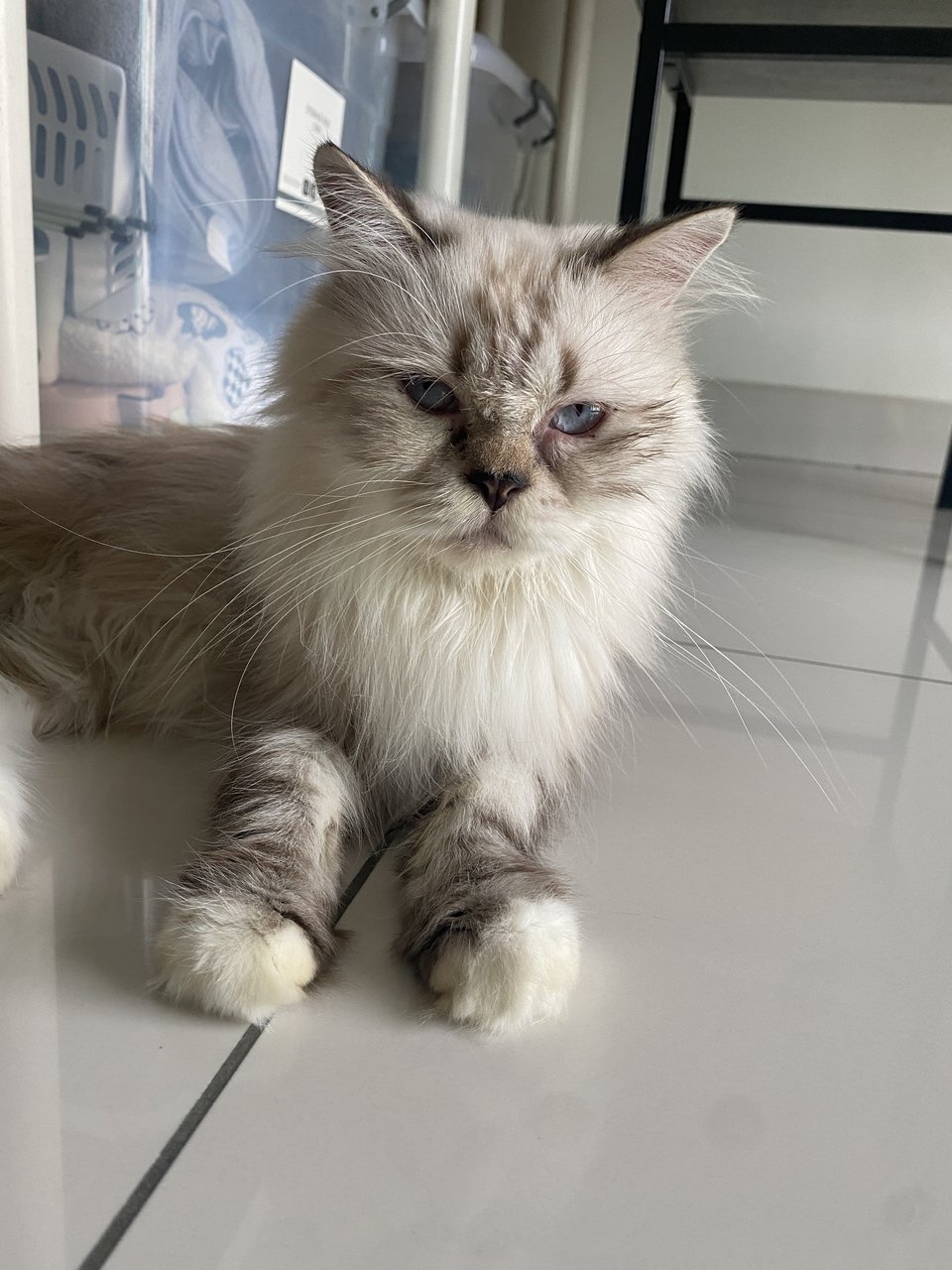 Flat Face Persian - Persian Cat