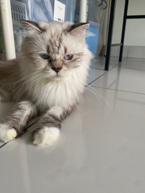 Flat Face Persian - Persian Cat