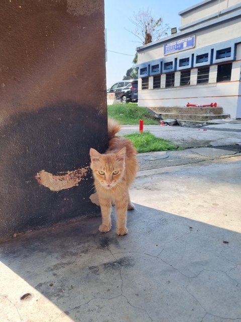 Lukas - Domestic Medium Hair Cat