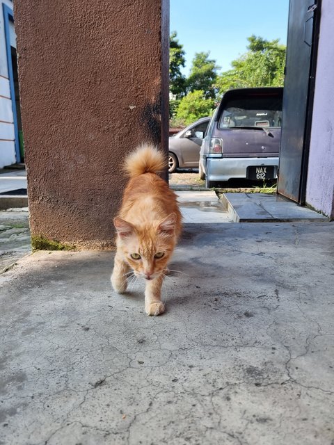 Lukas - Domestic Medium Hair Cat