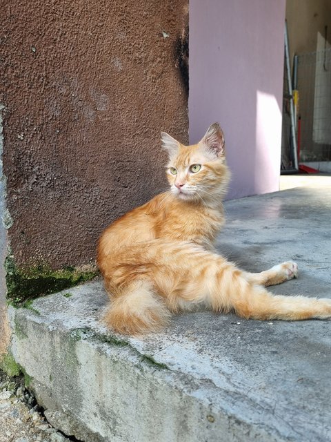 Lukas - Domestic Medium Hair Cat