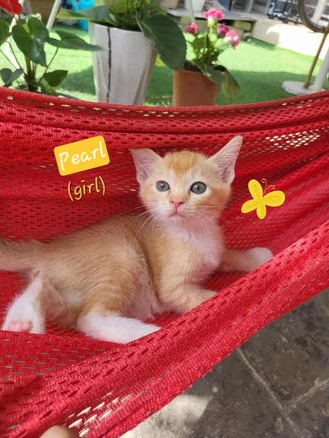 Fruit Basket 😻💗 - Domestic Short Hair Cat