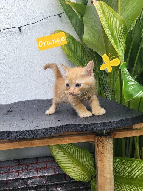 Fruit Basket 😻💗 - Domestic Short Hair Cat