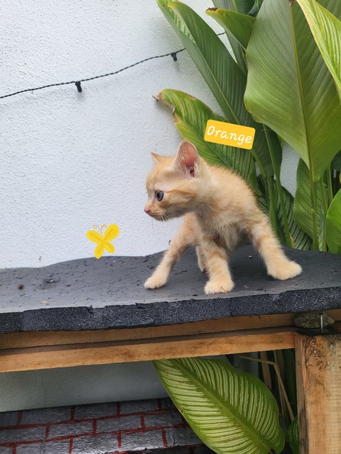 Fruit Basket 😻💗 - Domestic Short Hair Cat