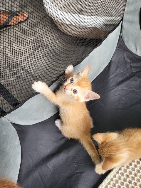 Fruit Basket 😻💗 - Domestic Short Hair Cat