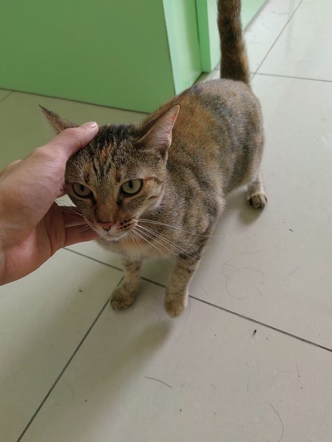 Cookie - Domestic Short Hair Cat