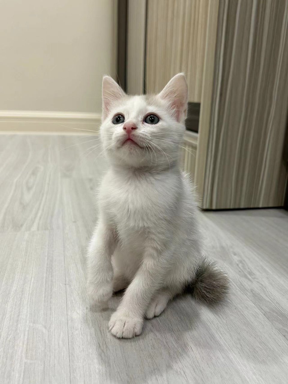 Kitten 🥰 - Domestic Short Hair Cat