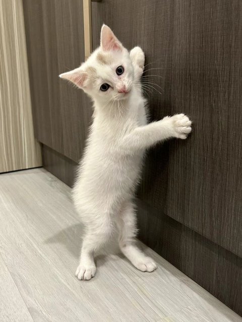 Kitten 🥰 - Domestic Short Hair Cat