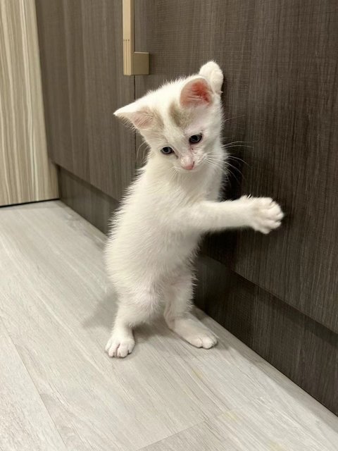 Kitten 🥰 - Domestic Short Hair Cat