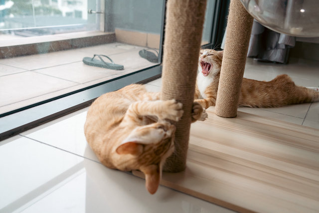 Ginger being ginger while Kelly does a big yawn