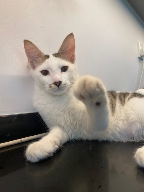 Polka - Domestic Medium Hair Cat