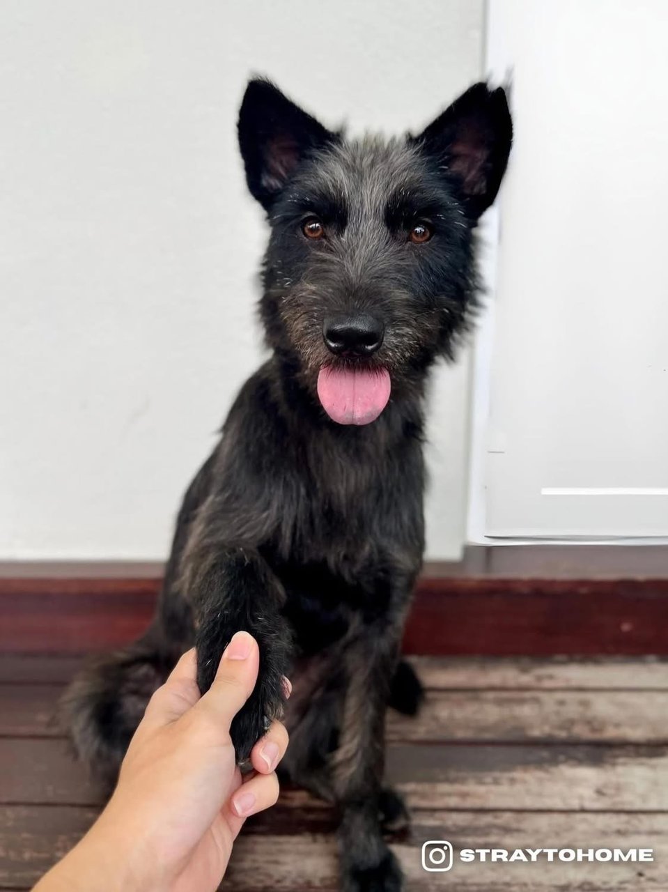 Lily - Schnauzer + Terrier Dog