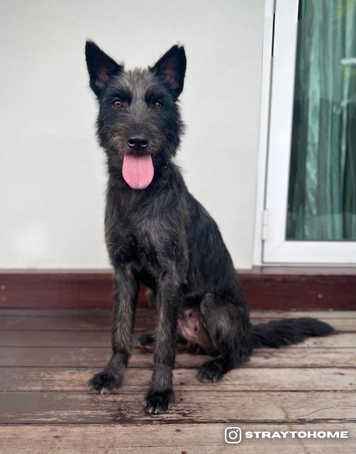 Lily - Schnauzer + Terrier Dog