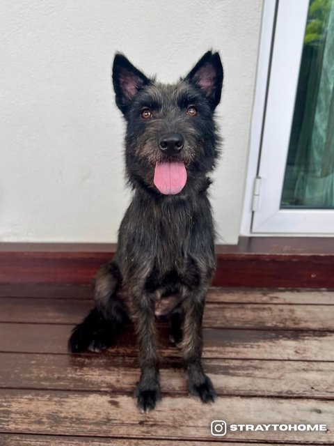 Lily - Schnauzer + Terrier Dog