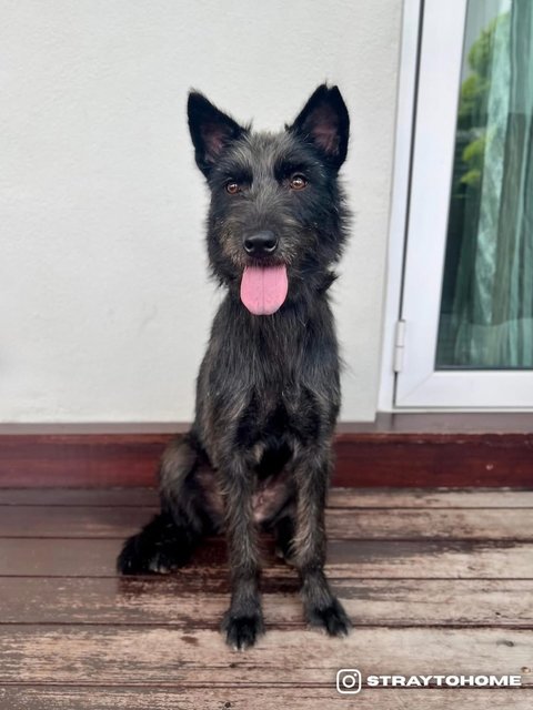 Lily - Schnauzer + Terrier Dog