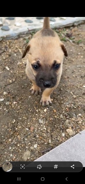 1 Month Puppies  - Mixed Breed Dog