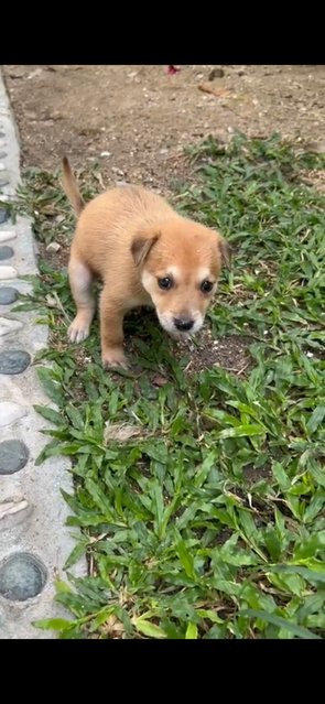 1 Month Puppies  - Mixed Breed Dog